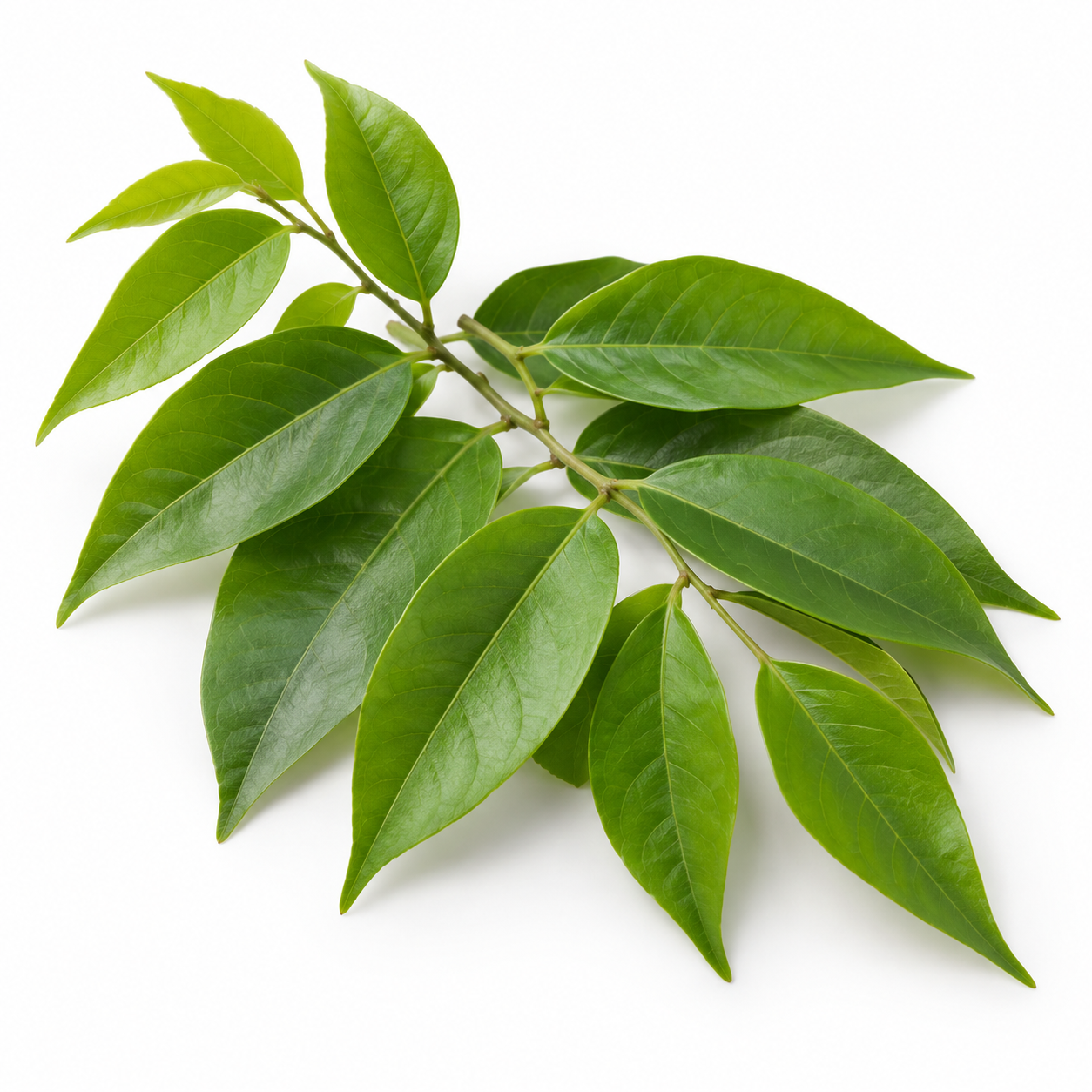 Daun Ashitaba