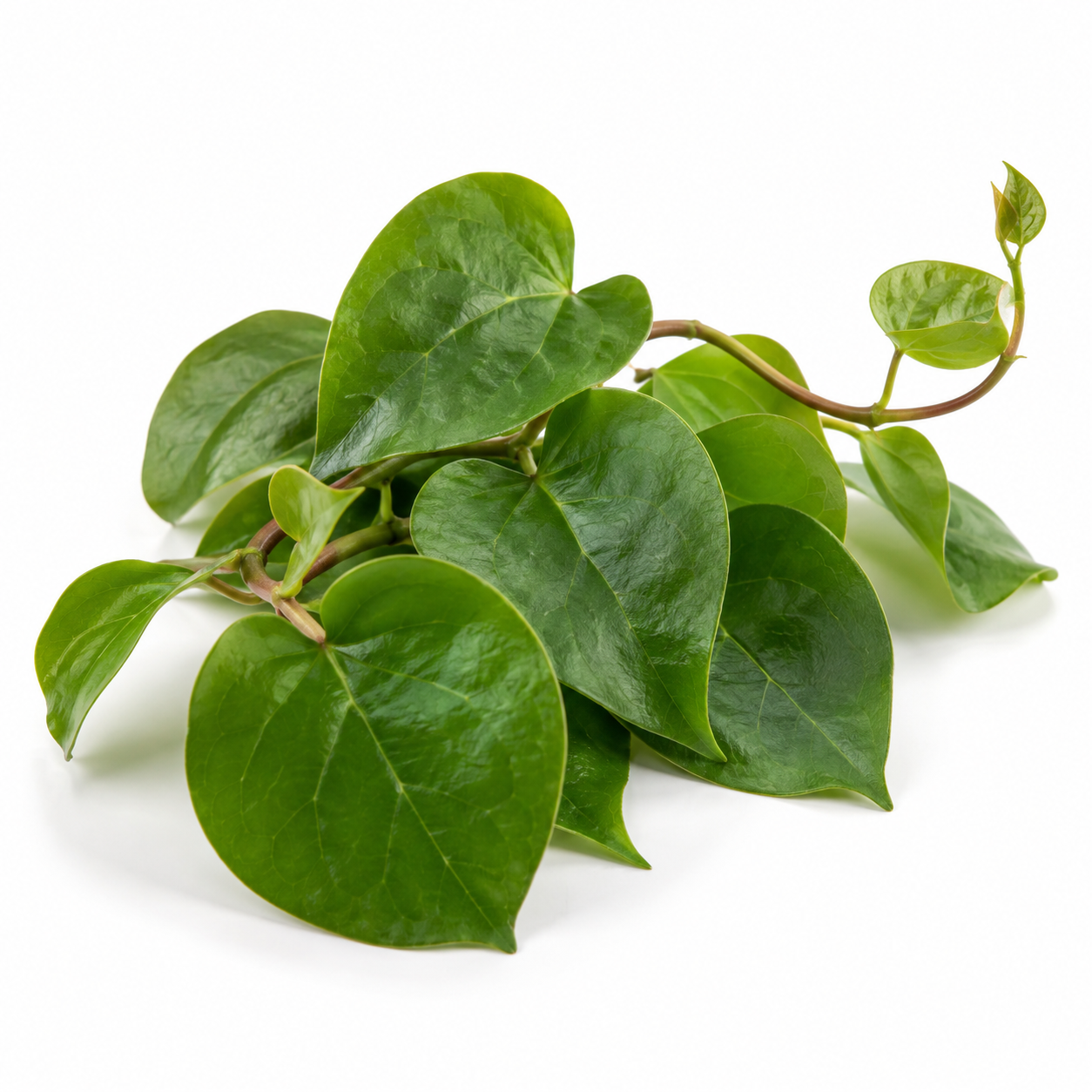 Daun Bayam Duri