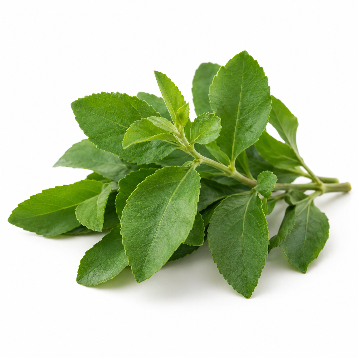 Daun Belimbing