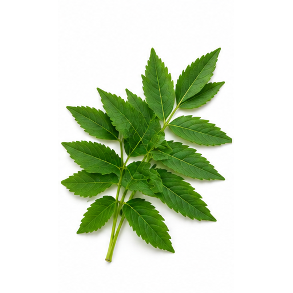 Daun Cingcau