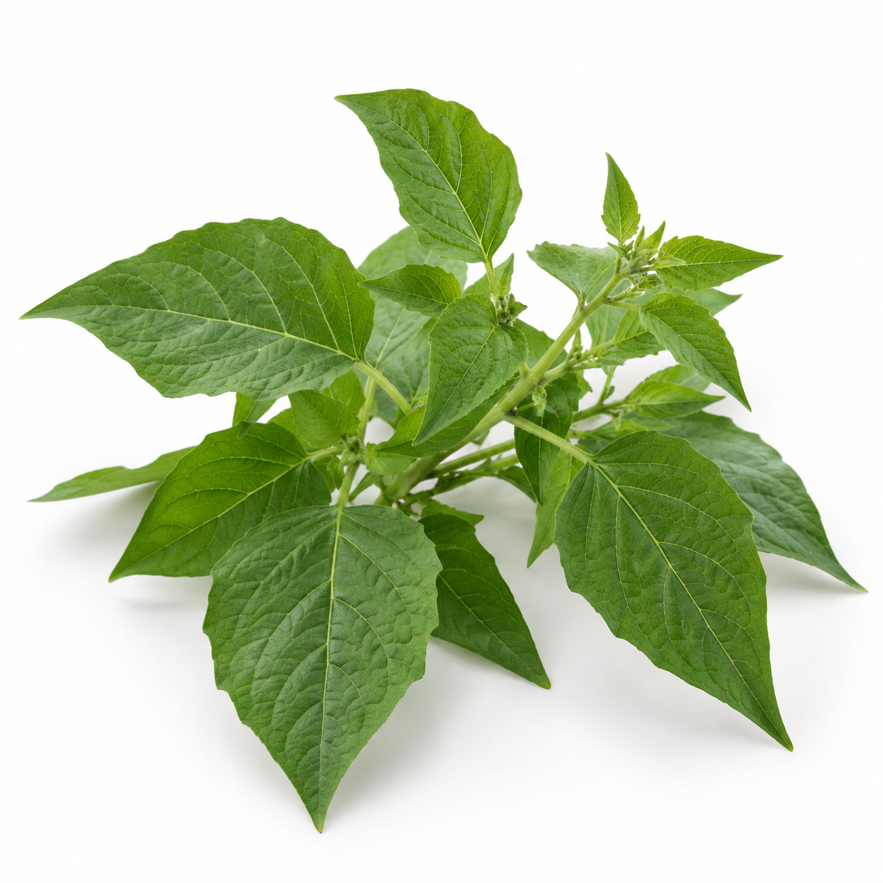Daun Ciplukan