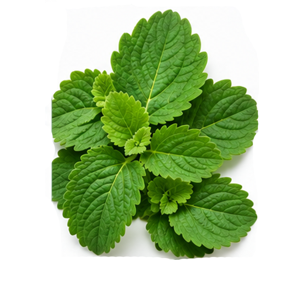 Daun Dewa