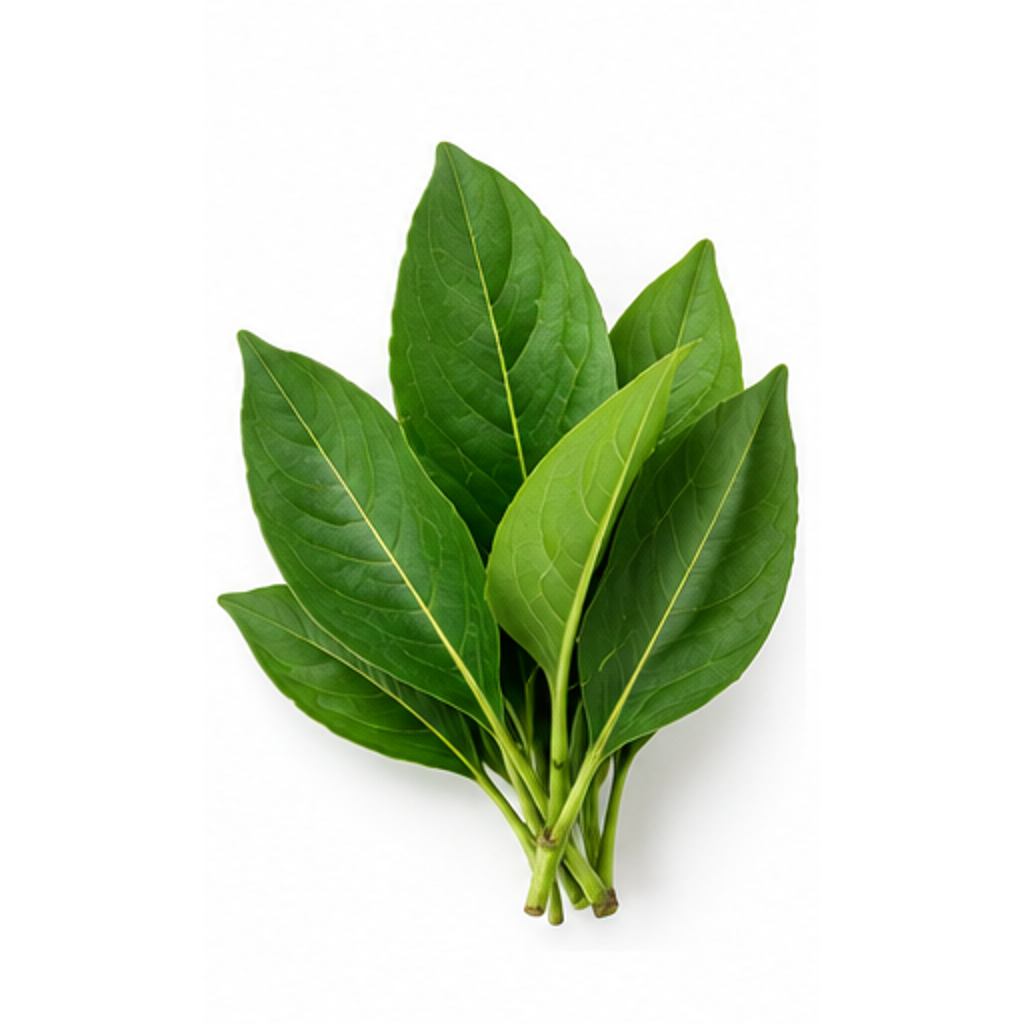 Daun Encok