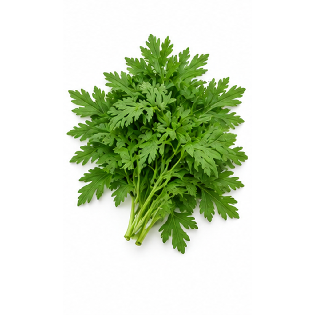 Daun Jati Cina