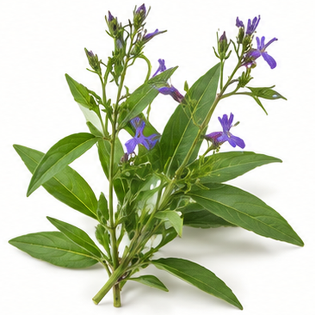 Daun Lobelia