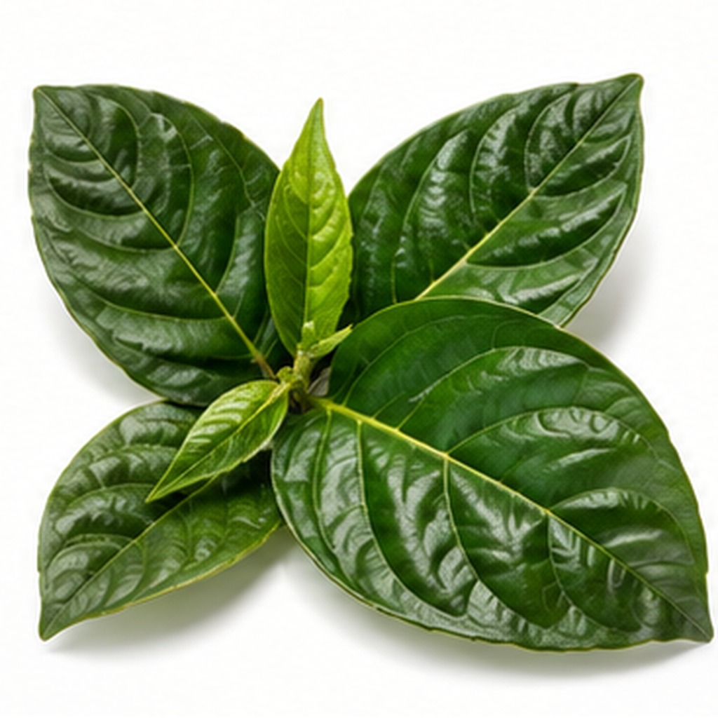 Daun Mengkudu