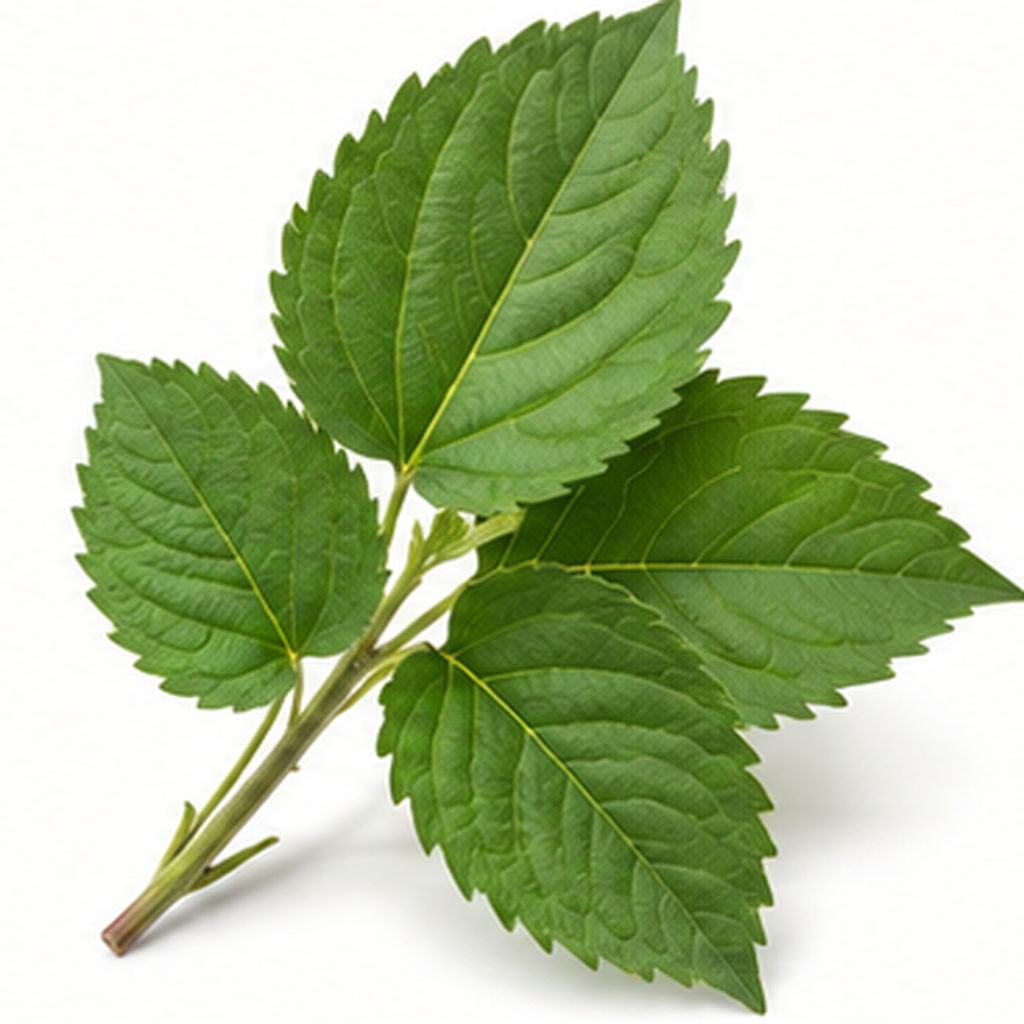 Daun Murbei