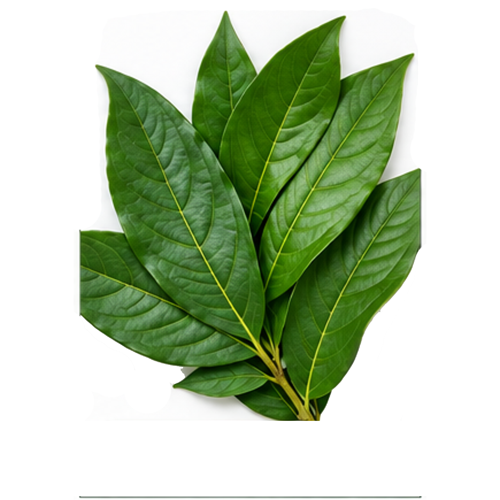 Daun Salam