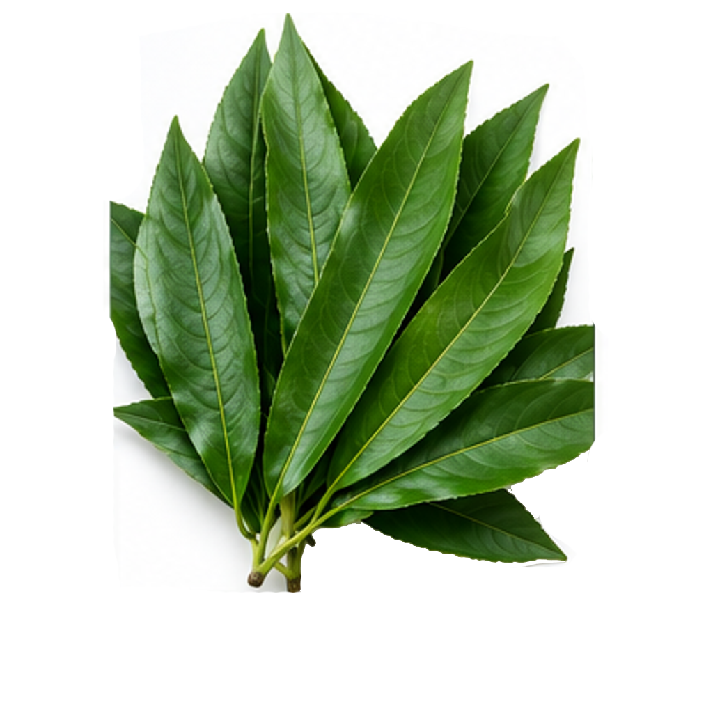 Daun Sirsak
