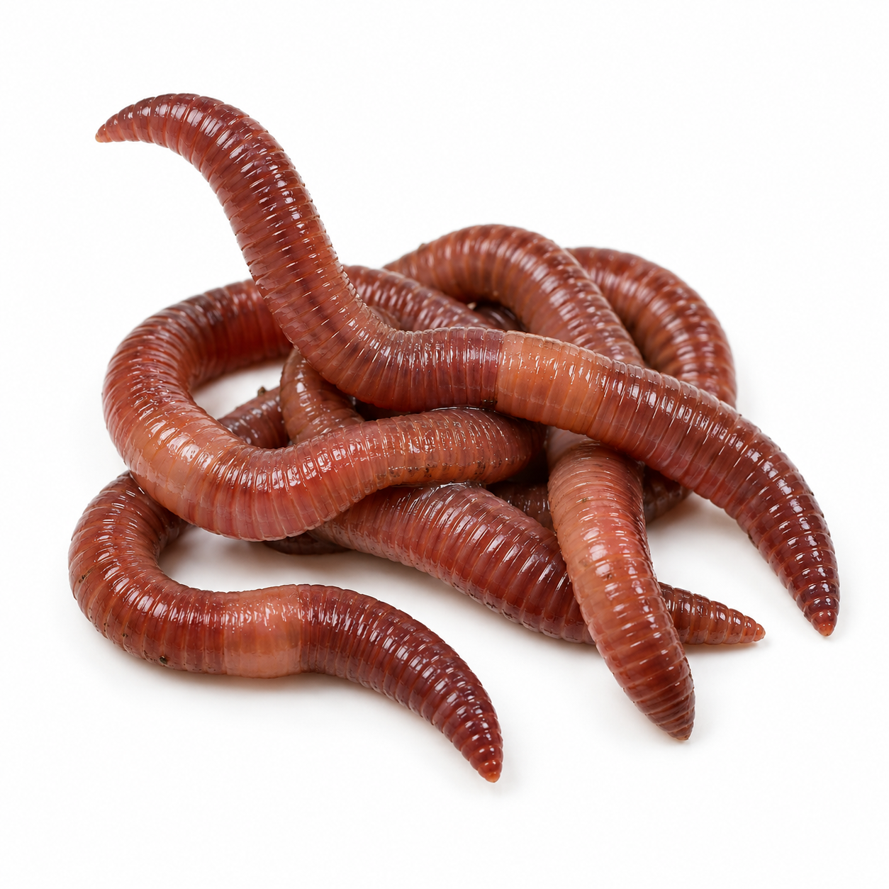 Lumbricus Rubellus