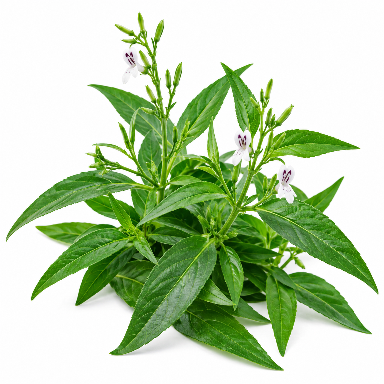 Sambiloto dan Pemanfaatannya sebagai Bahan Baku Produk Herbal