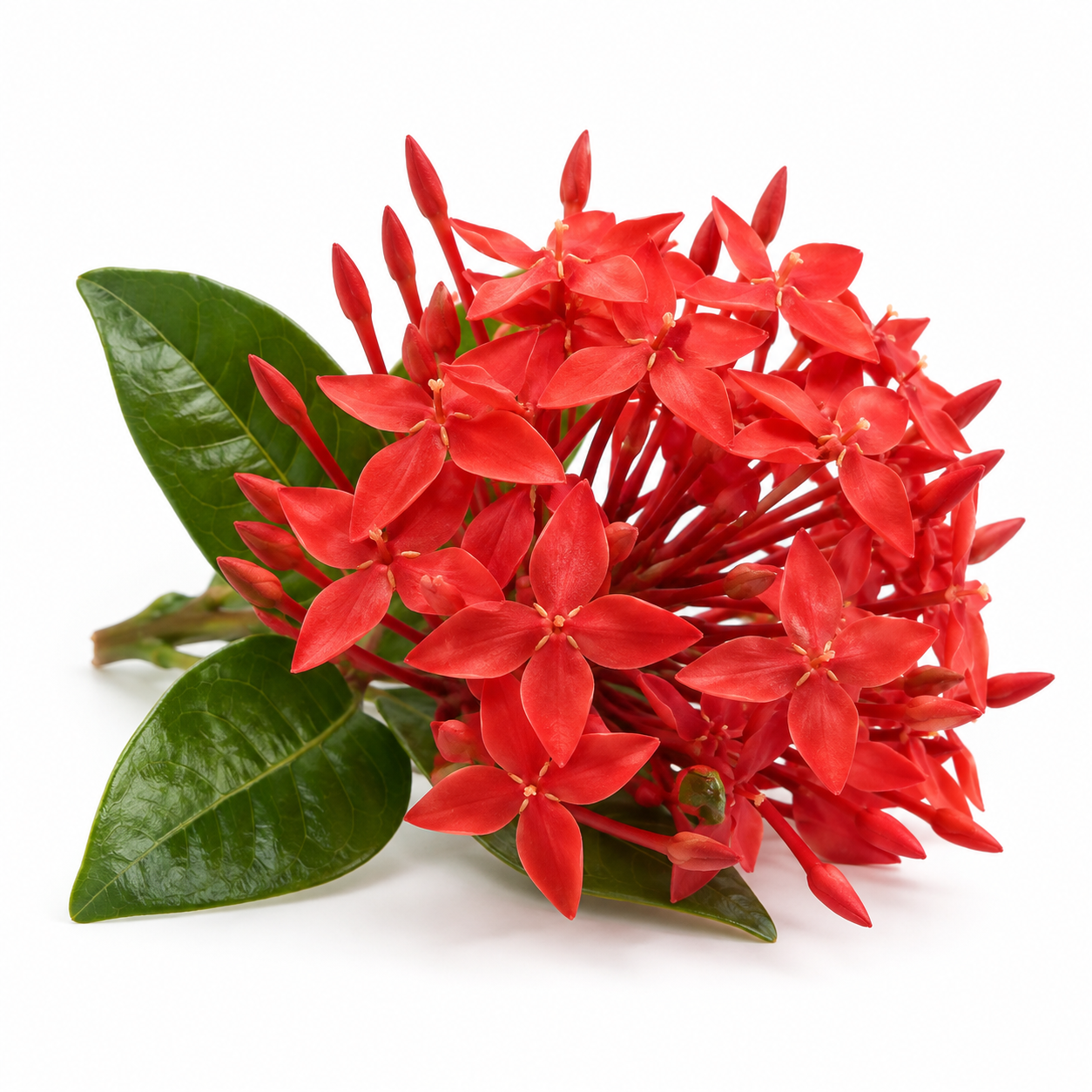 Soka Merah